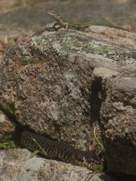 il biacco Rodolfo...sulla tomba di giganti